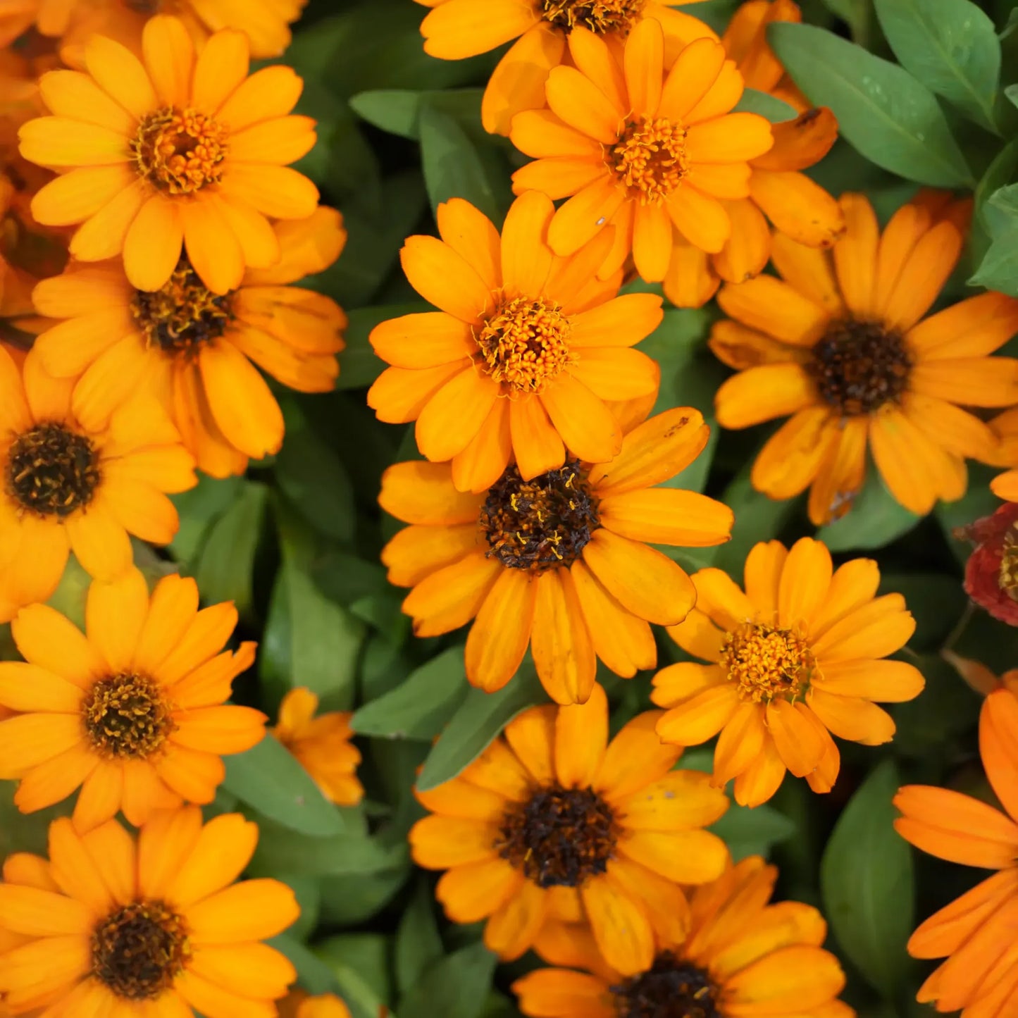 Orange Calendula (Calendula officinalis)