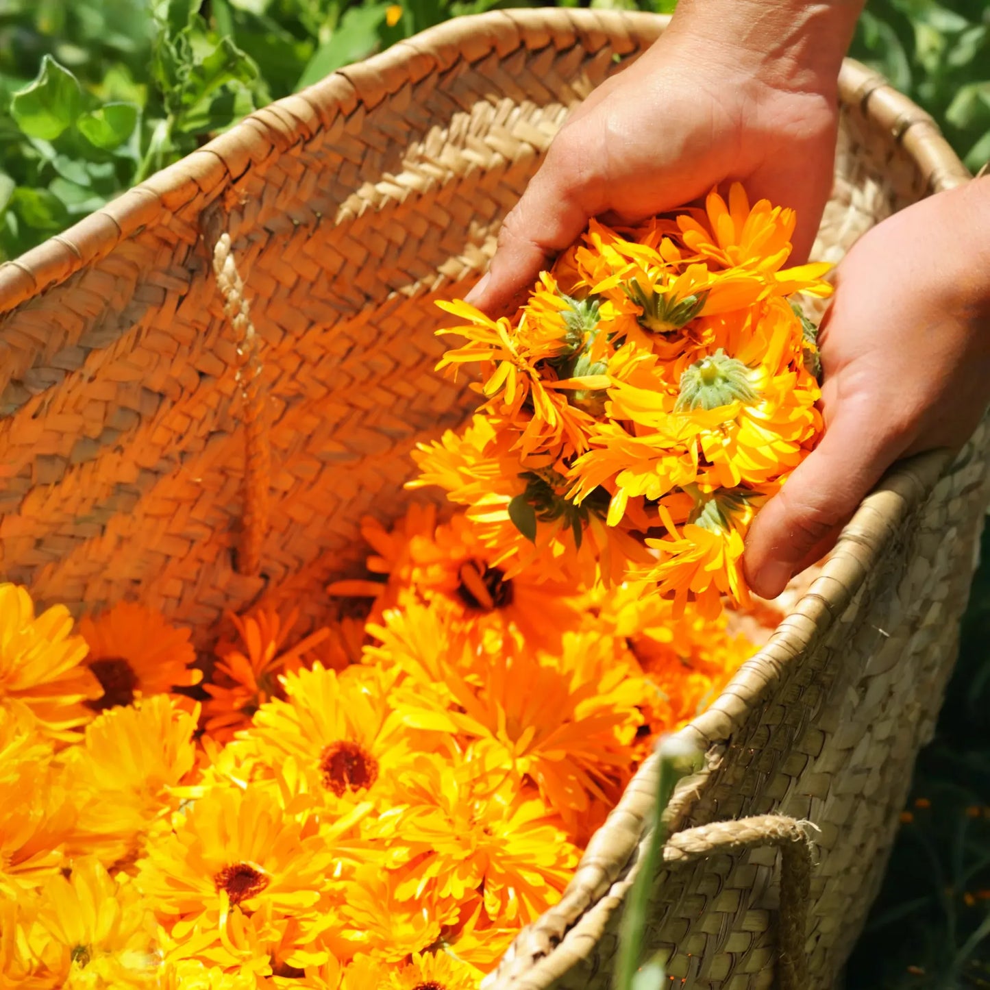 Orange Calendula (Calendula officinalis)