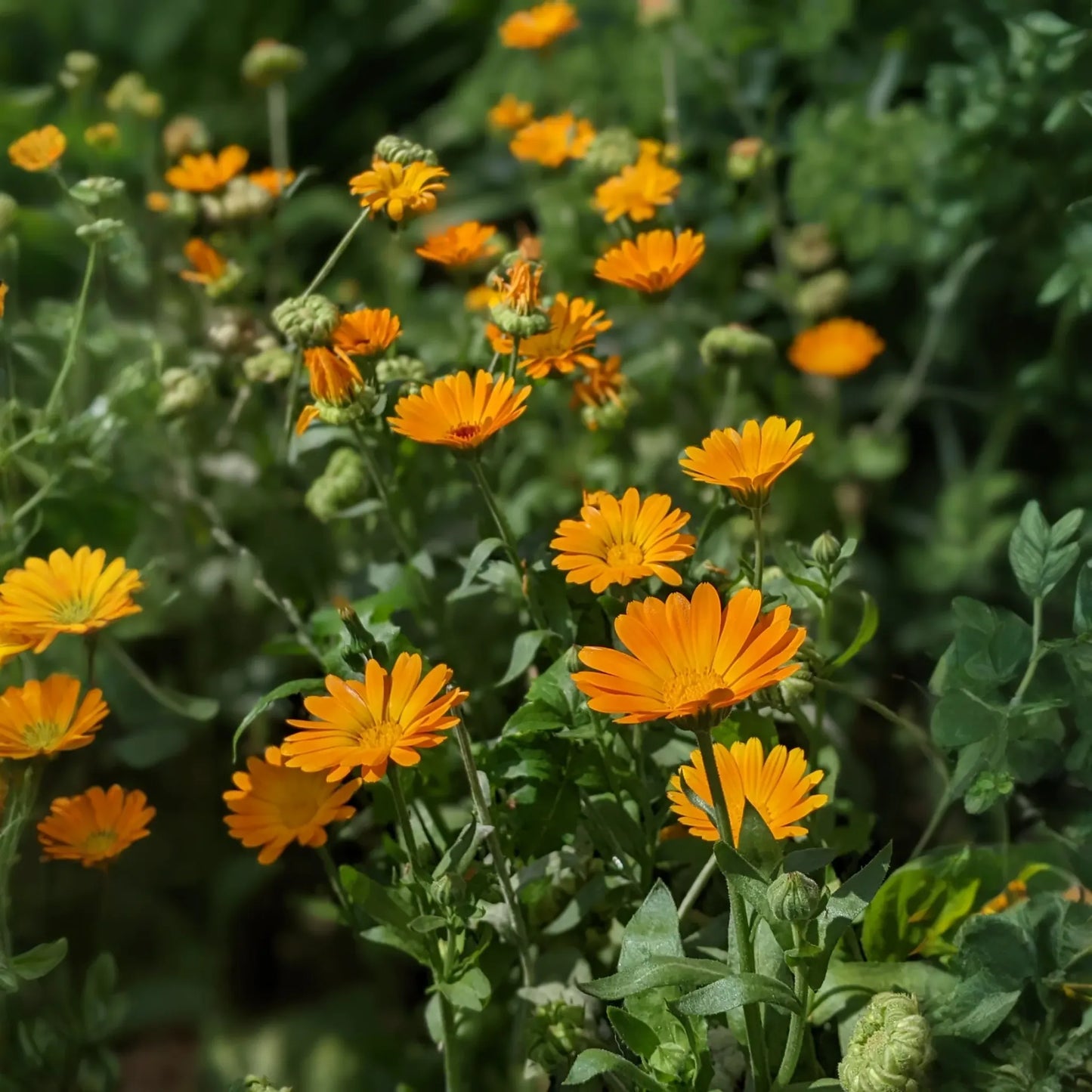 Orange Calendula (Calendula officinalis)