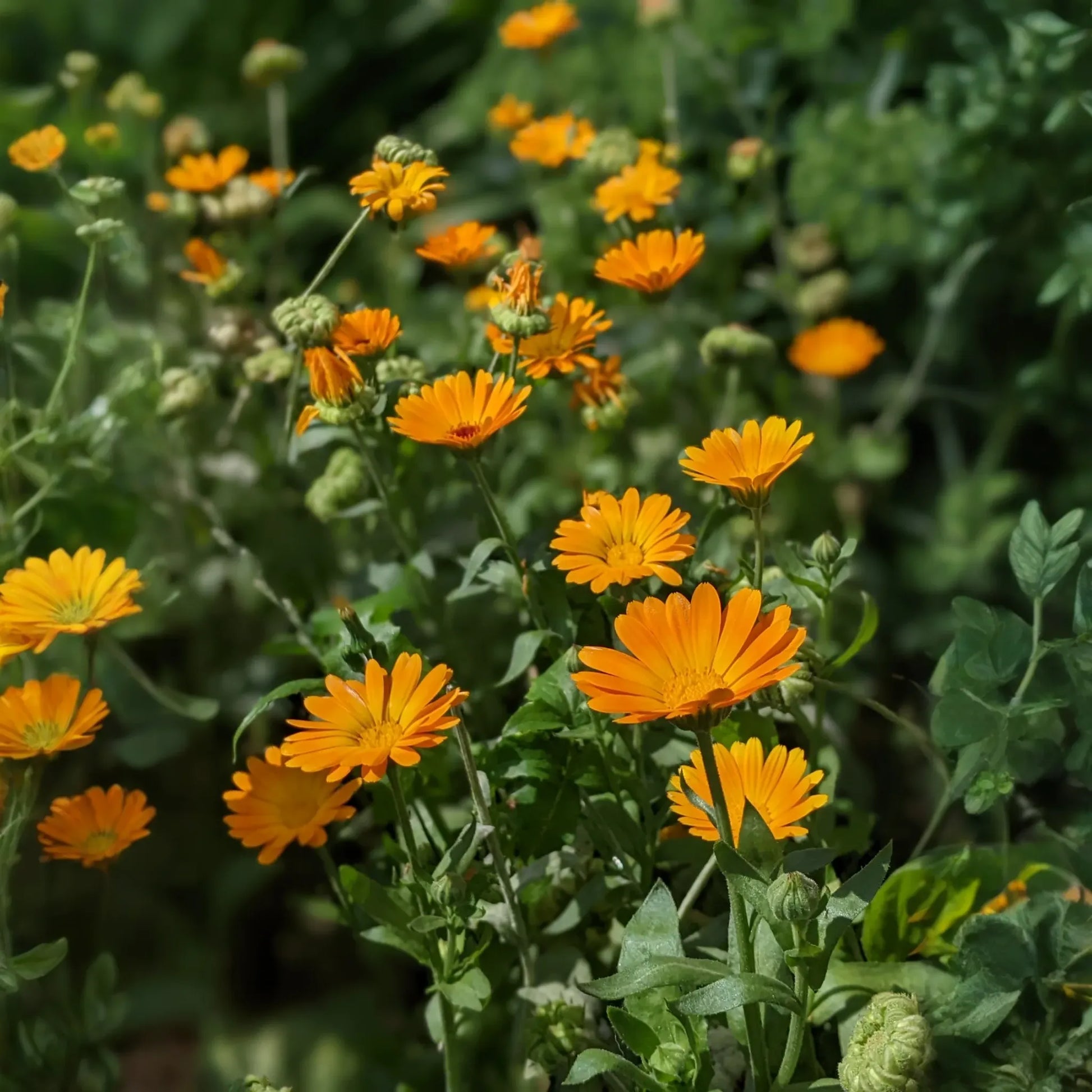 Orange Calendula (Calendula officinalis)