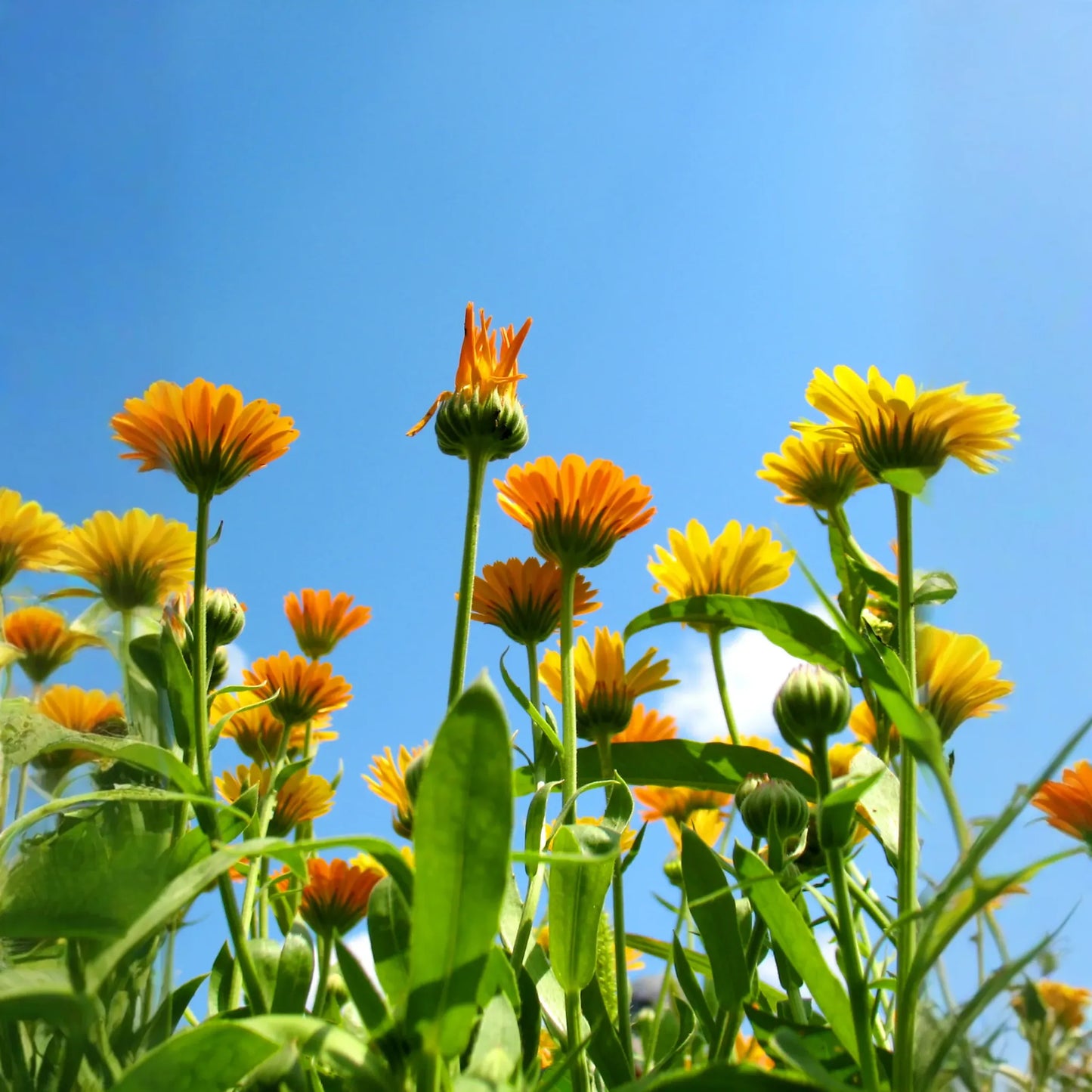 Orange Calendula (Calendula officinalis)