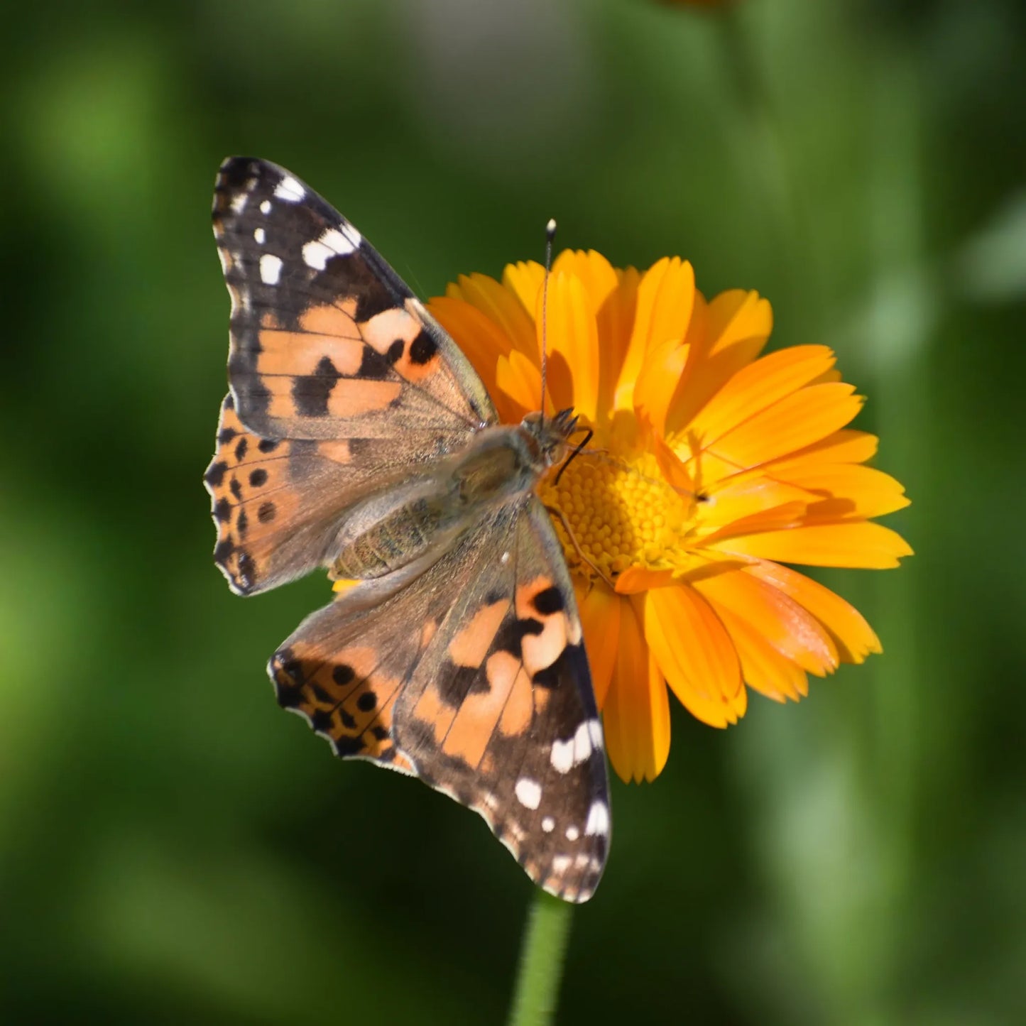 Orange Calendula (Calendula officinalis)