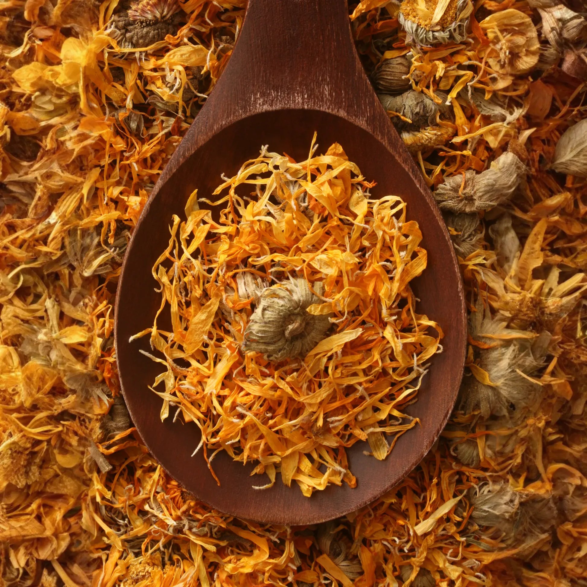 Orange Calendula (Calendula officinalis)