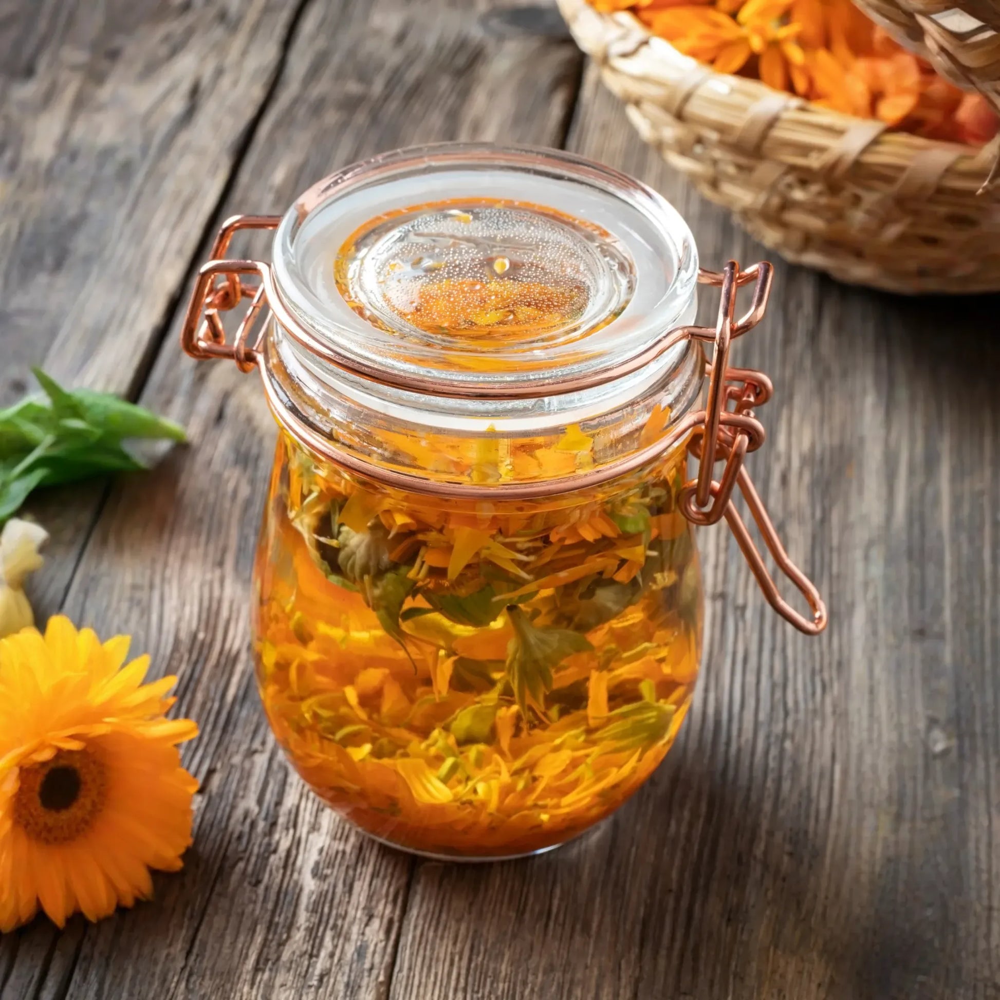 Orange Calendula (Calendula officinalis)