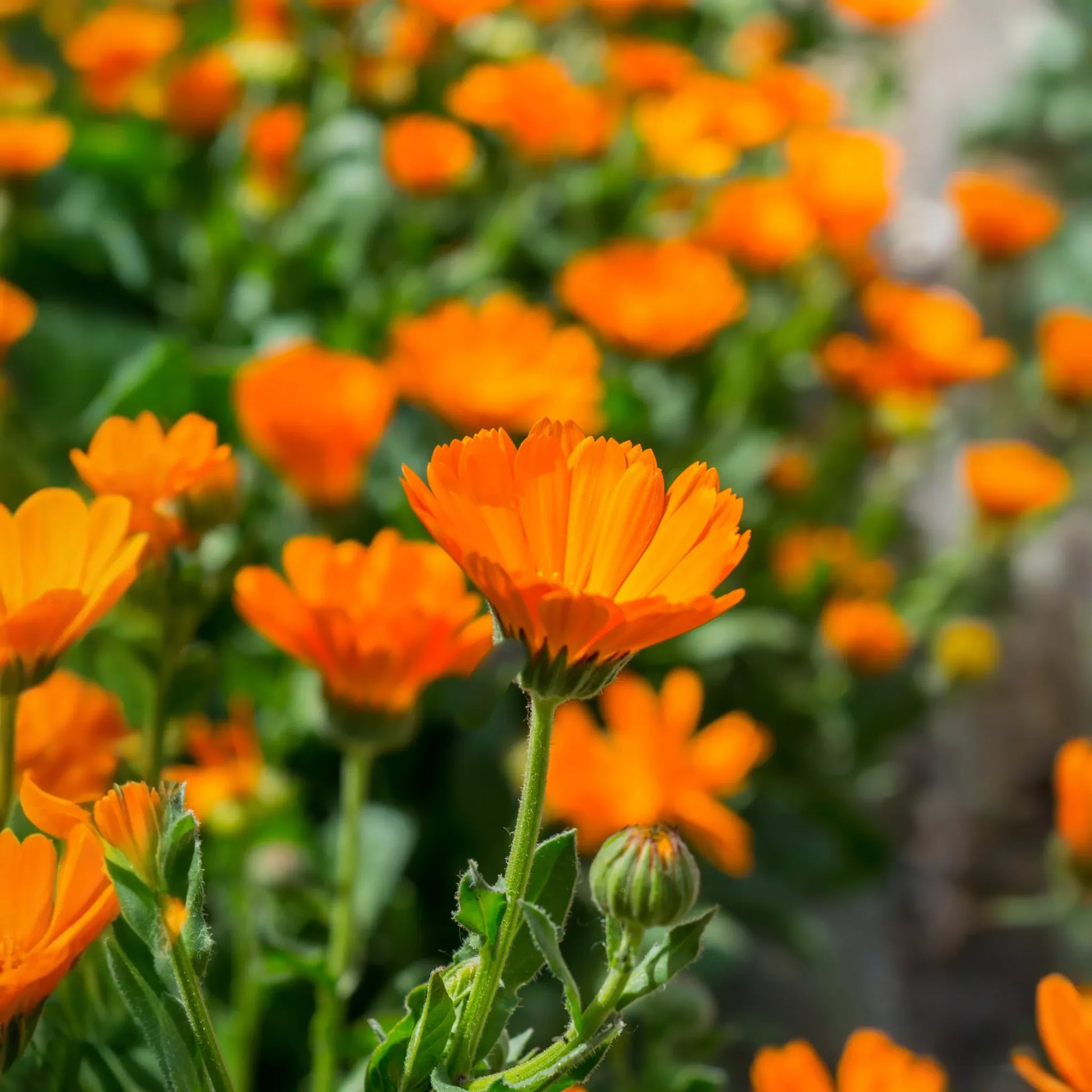 Orange Calendula (Calendula officinalis)