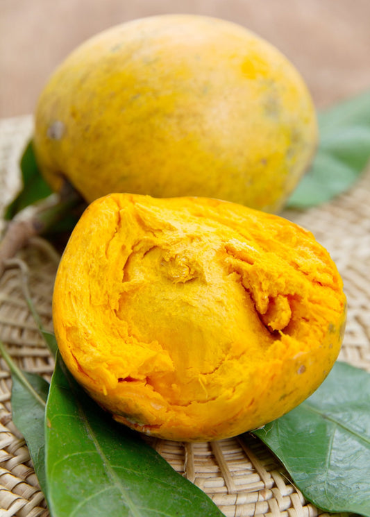 Canistel 'Bruce' (Pouteria campechiana)