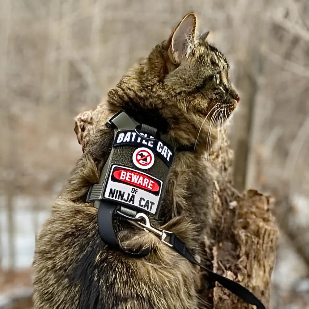 BATTLE CAT Arch Morale Patch