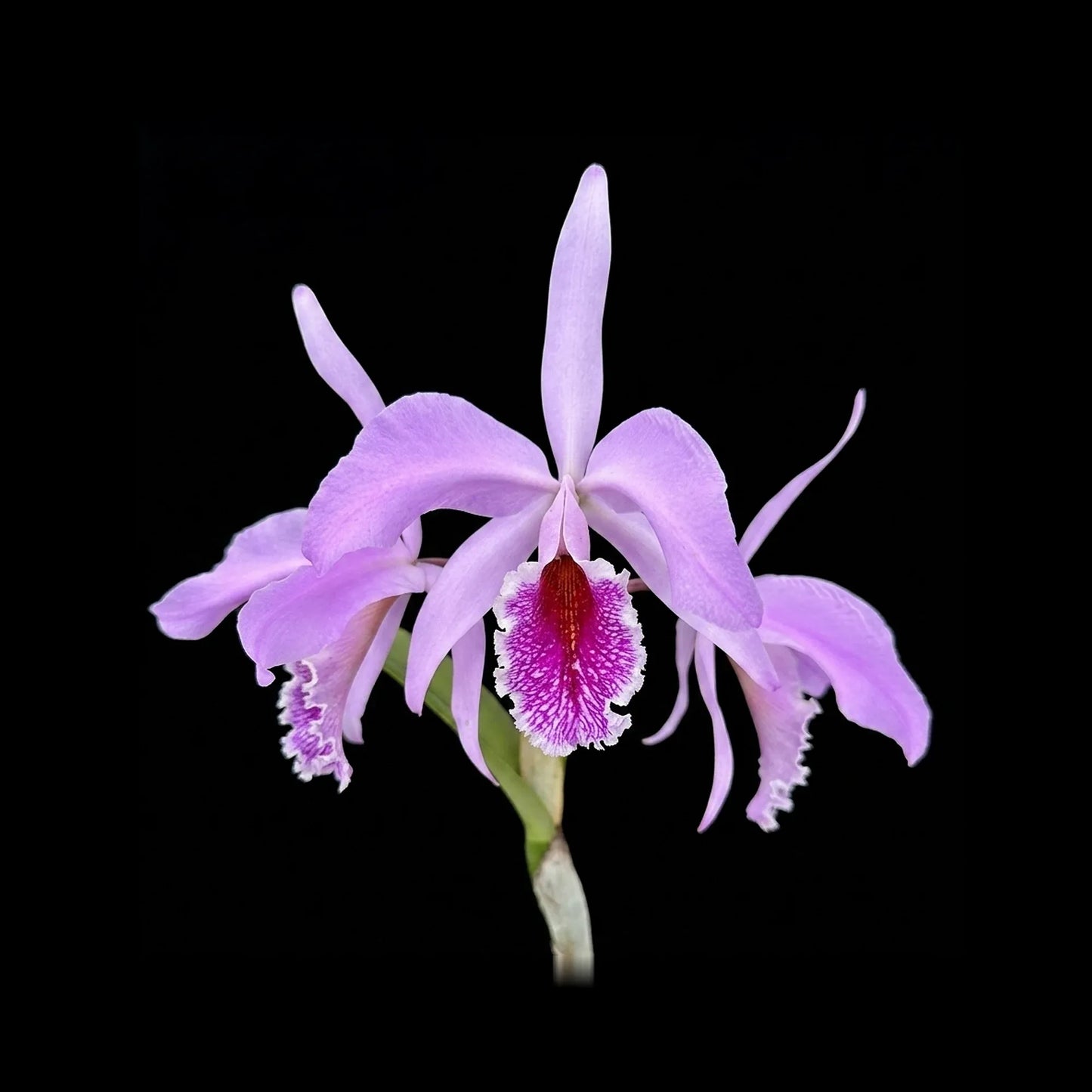 Cattleya Percimax