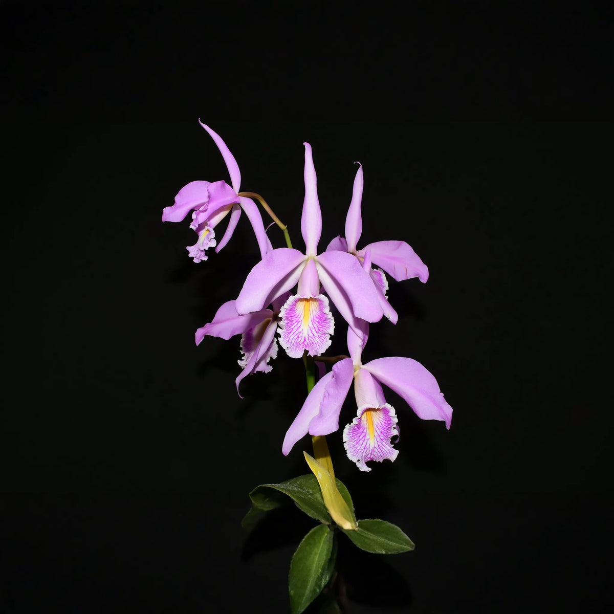 Cattleya maxima yellow lip 'Ingrid' x cod 8052 - 🆕 New Arrivals, All Products, 🏡 Home + Garden - Little Red General Store