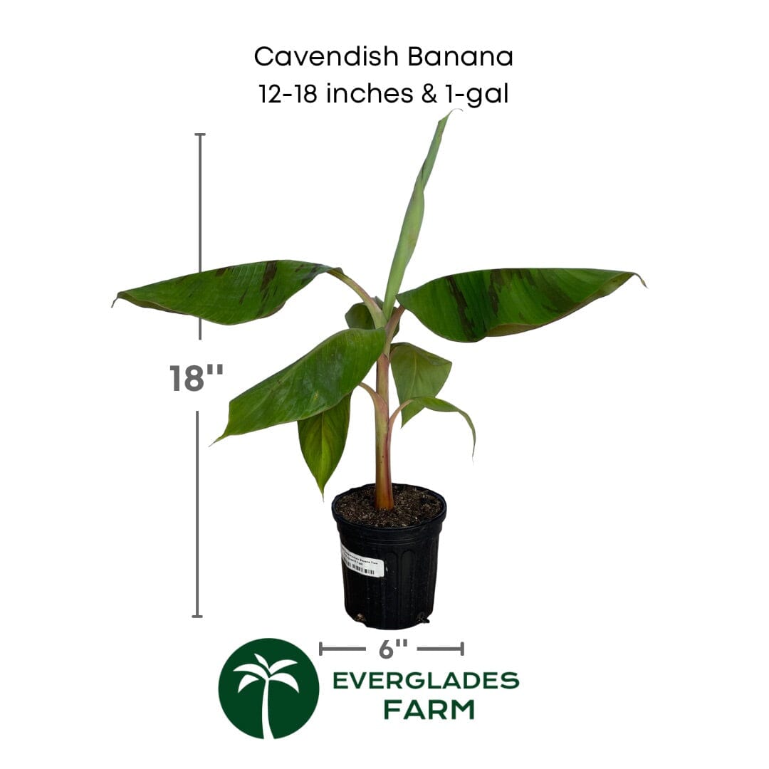 Cavendish Dwarf Banana Plant