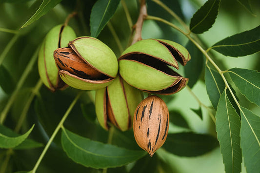 Southern Pecan Tree Cuttings (Carya illinoinensis) – 5 Fresh Live Wood Cuttings for Grafting or Rooting | Nut Tree Starter Pack