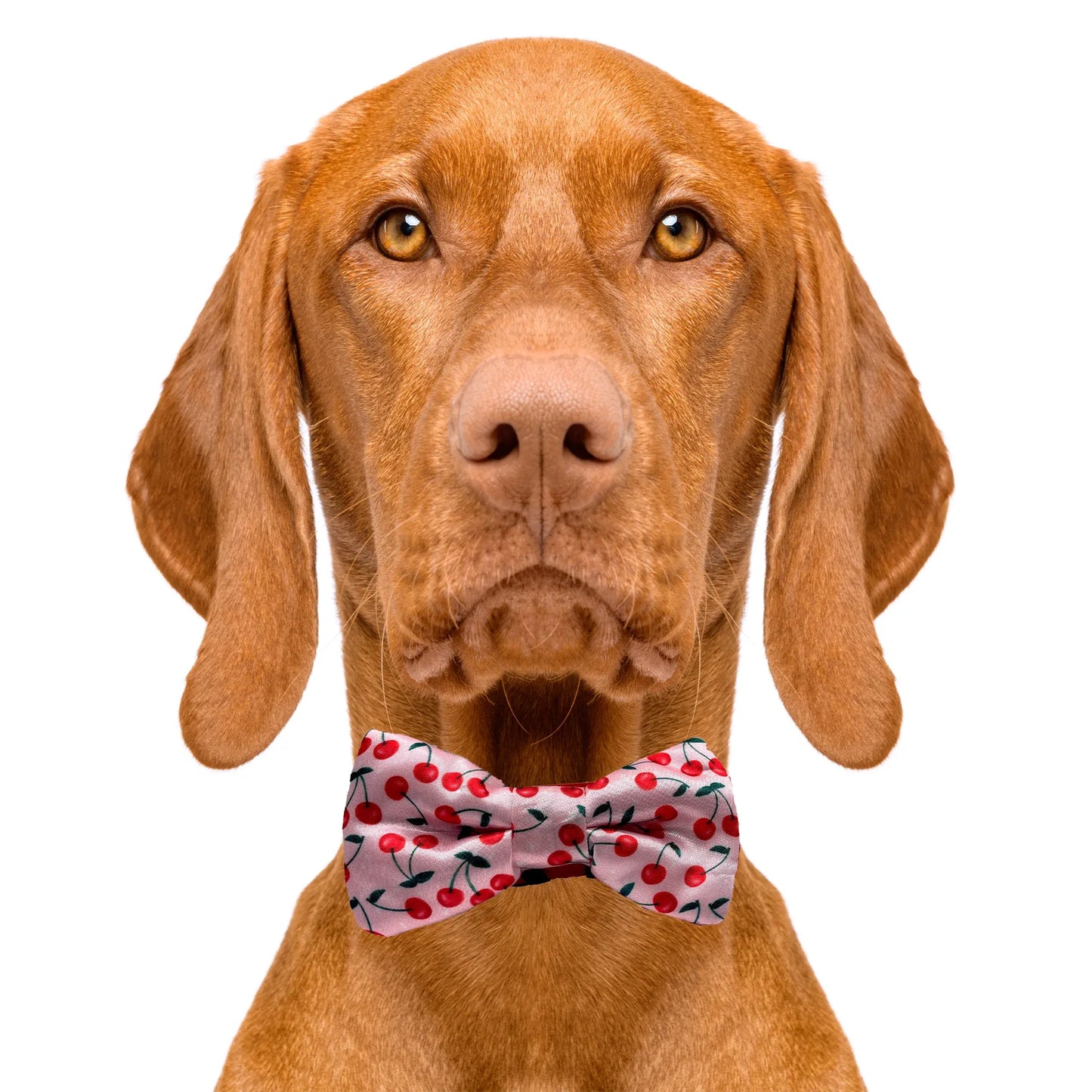 Cherries Print Cherry Pink Dog Bow Tie