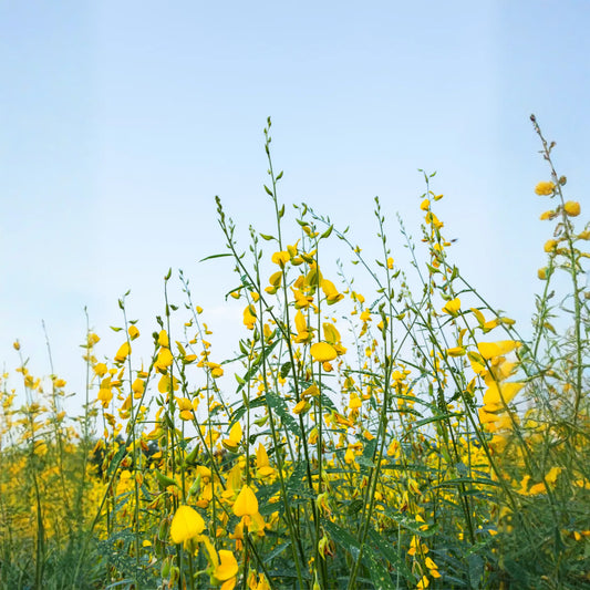 Chipilín (Crotalaria longirostrata)