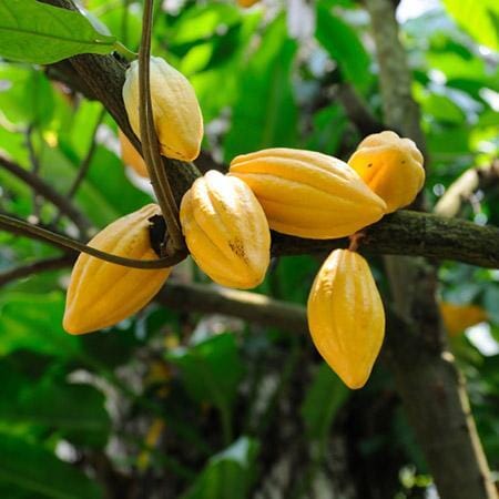 Trinitao Cacao Tree Yellow, Long Ribbed – Fruit-Bearing Theobroma Cacao Tree