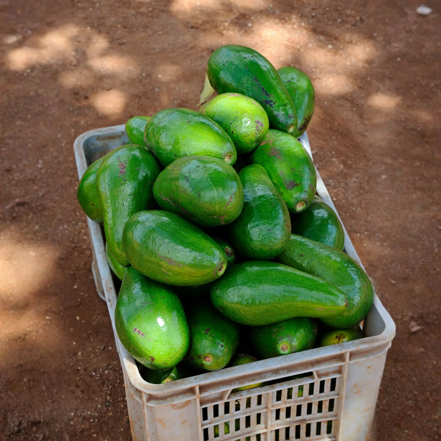 Avocado 'Choquette' (Persia americana)