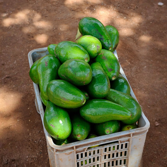 Avocado 'Choquette' (Persia americana)