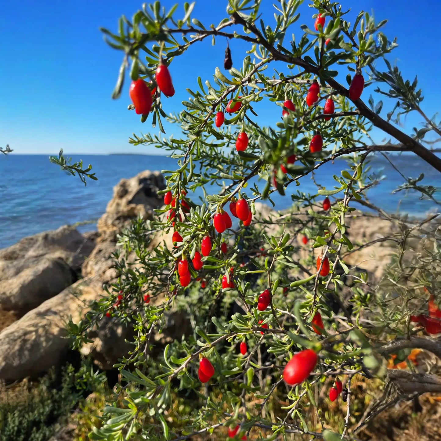 Christmasberry (Lycium carolinianum)