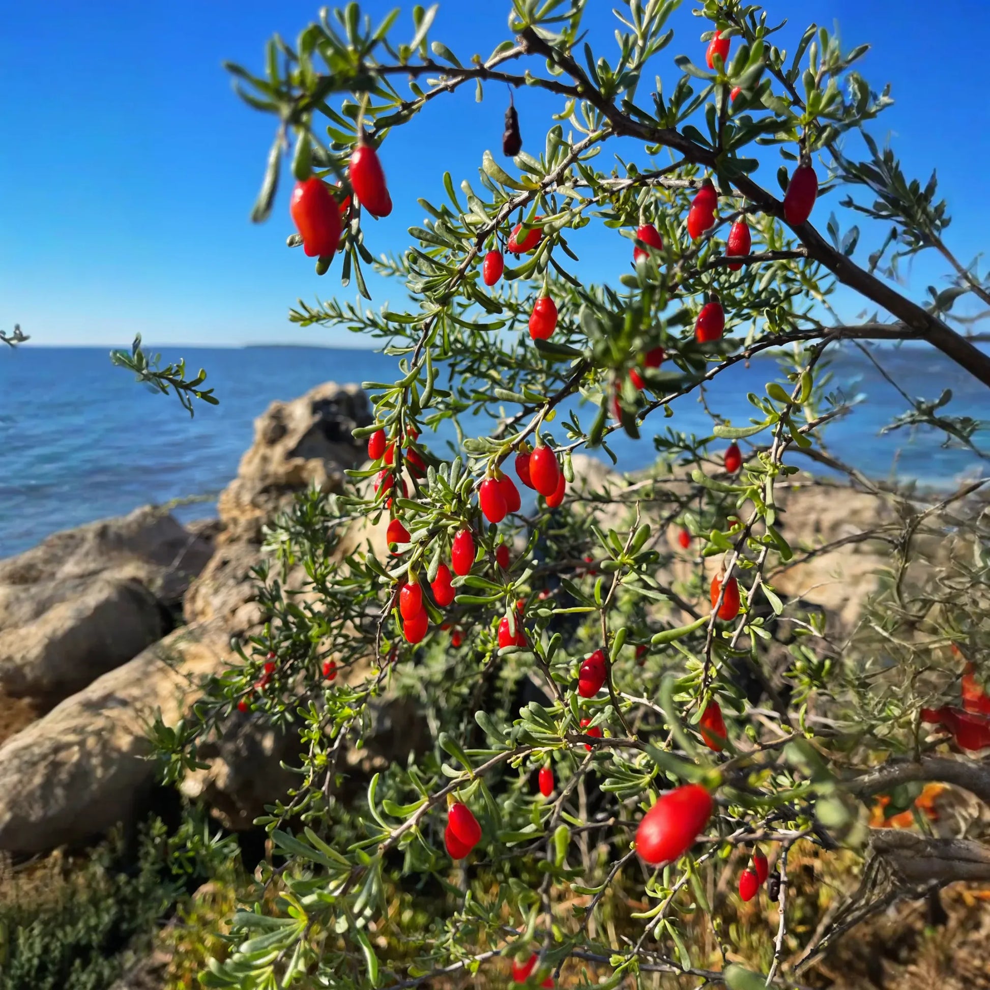 Christmasberry (Lycium carolinianum)