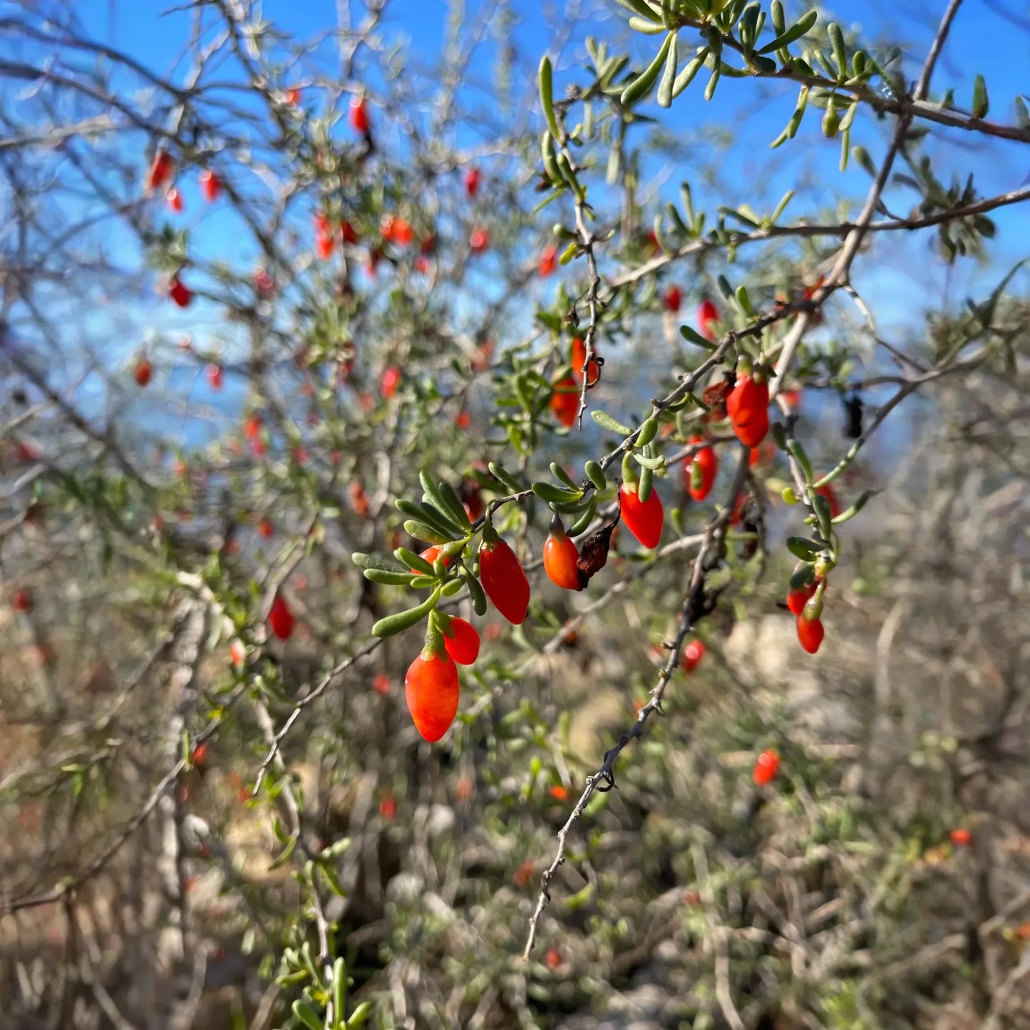 Christmasberry (Lycium carolinianum)