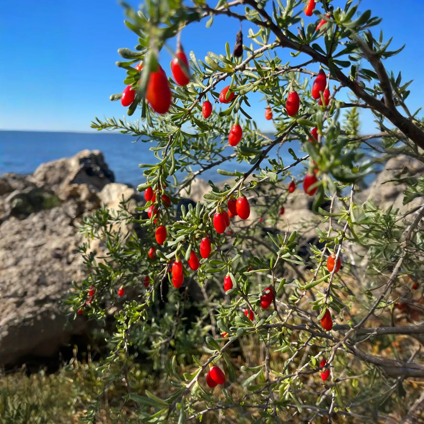 Christmasberry (Lycium carolinianum)