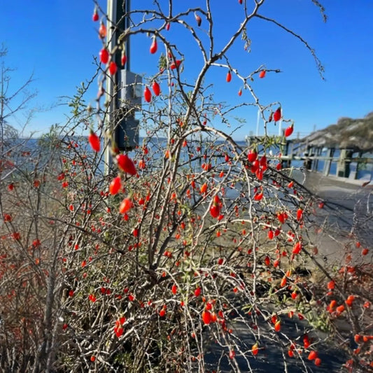 Christmasberry (Lycium carolinianum)