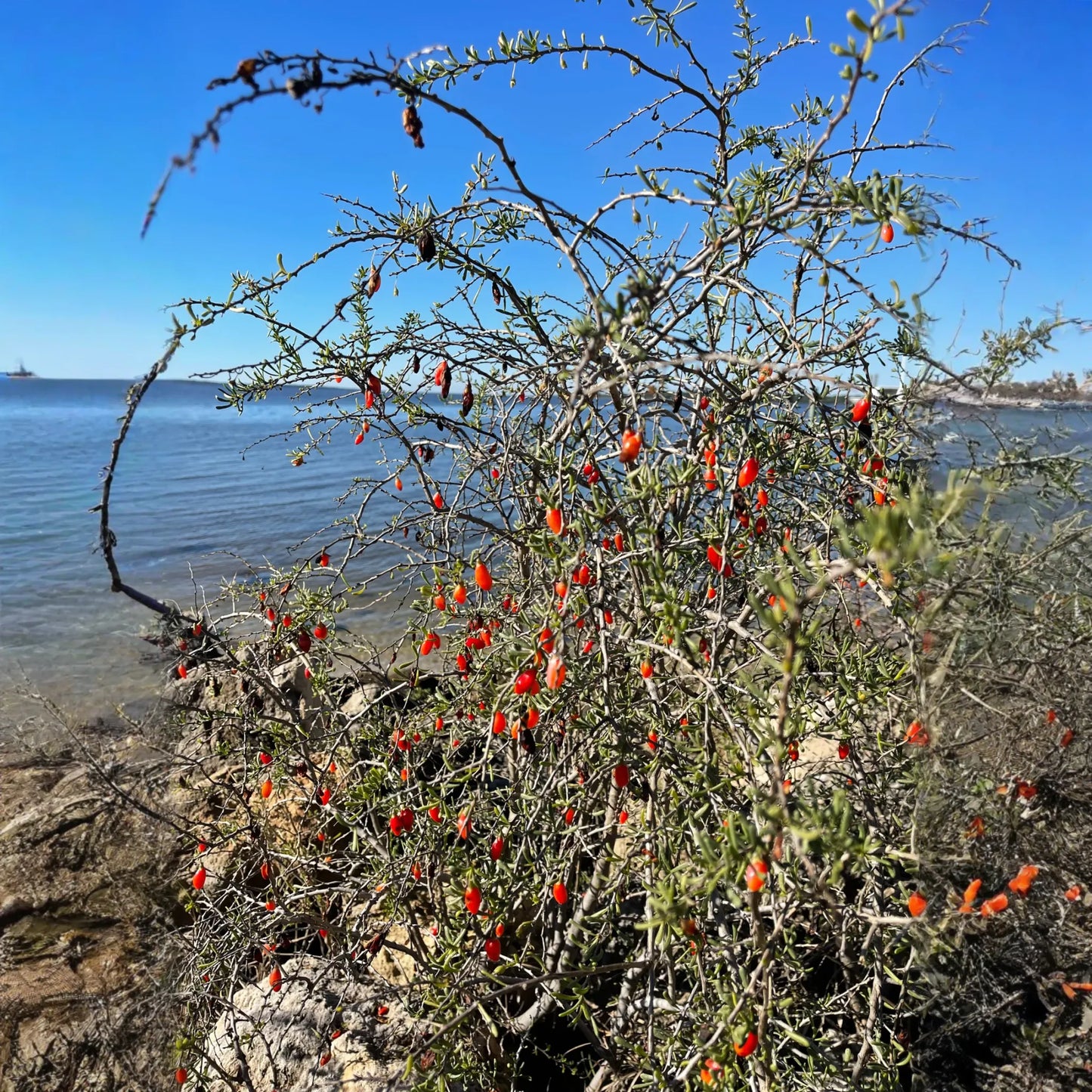 Christmasberry (Lycium carolinianum)