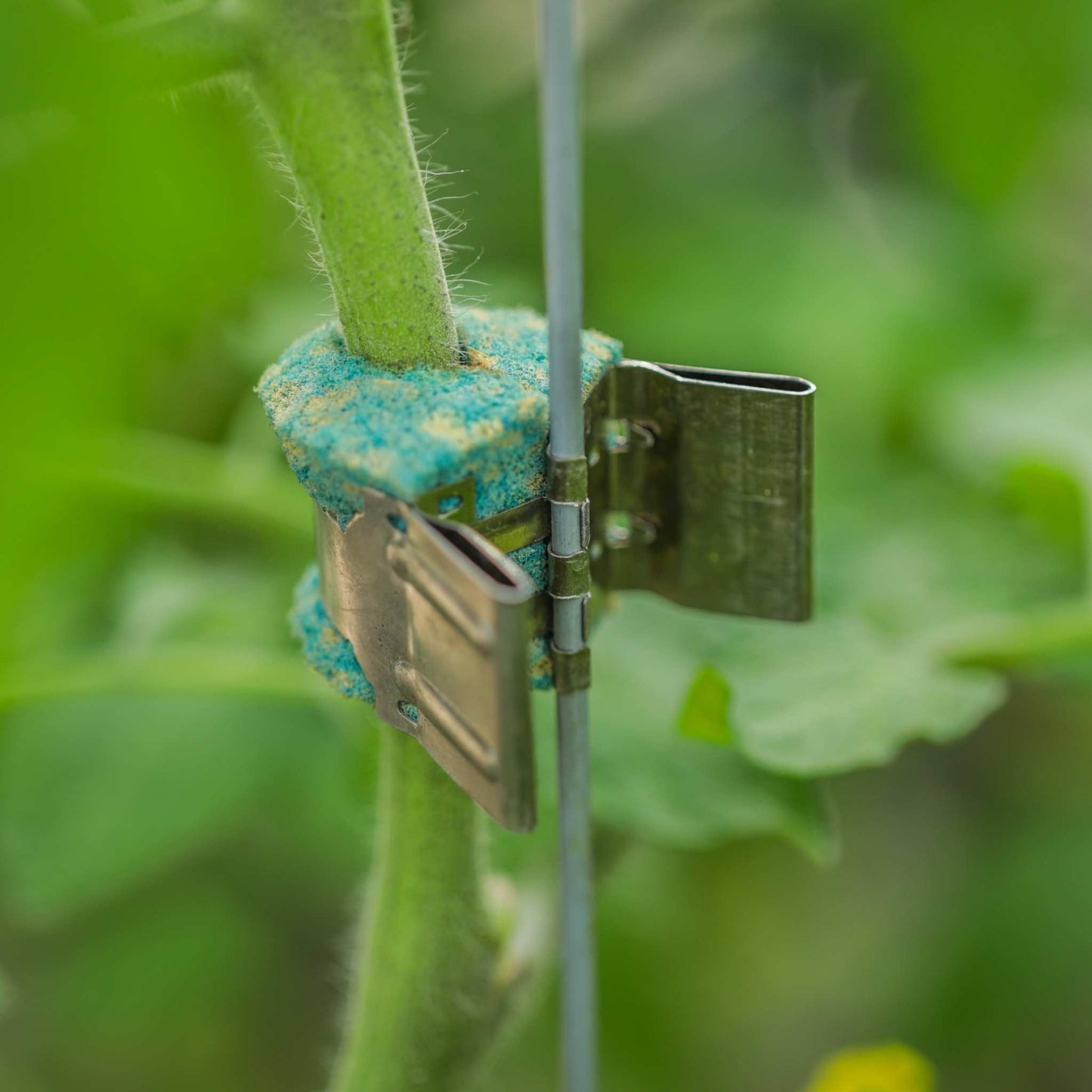 Qlipr Trellising System