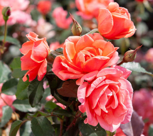 Coral Floribunda Rose Cuttings – 4 Unrooted Rose Starts for Rooting or Grafting – Colorful Cluster-Blooming Rose Bush for Garden