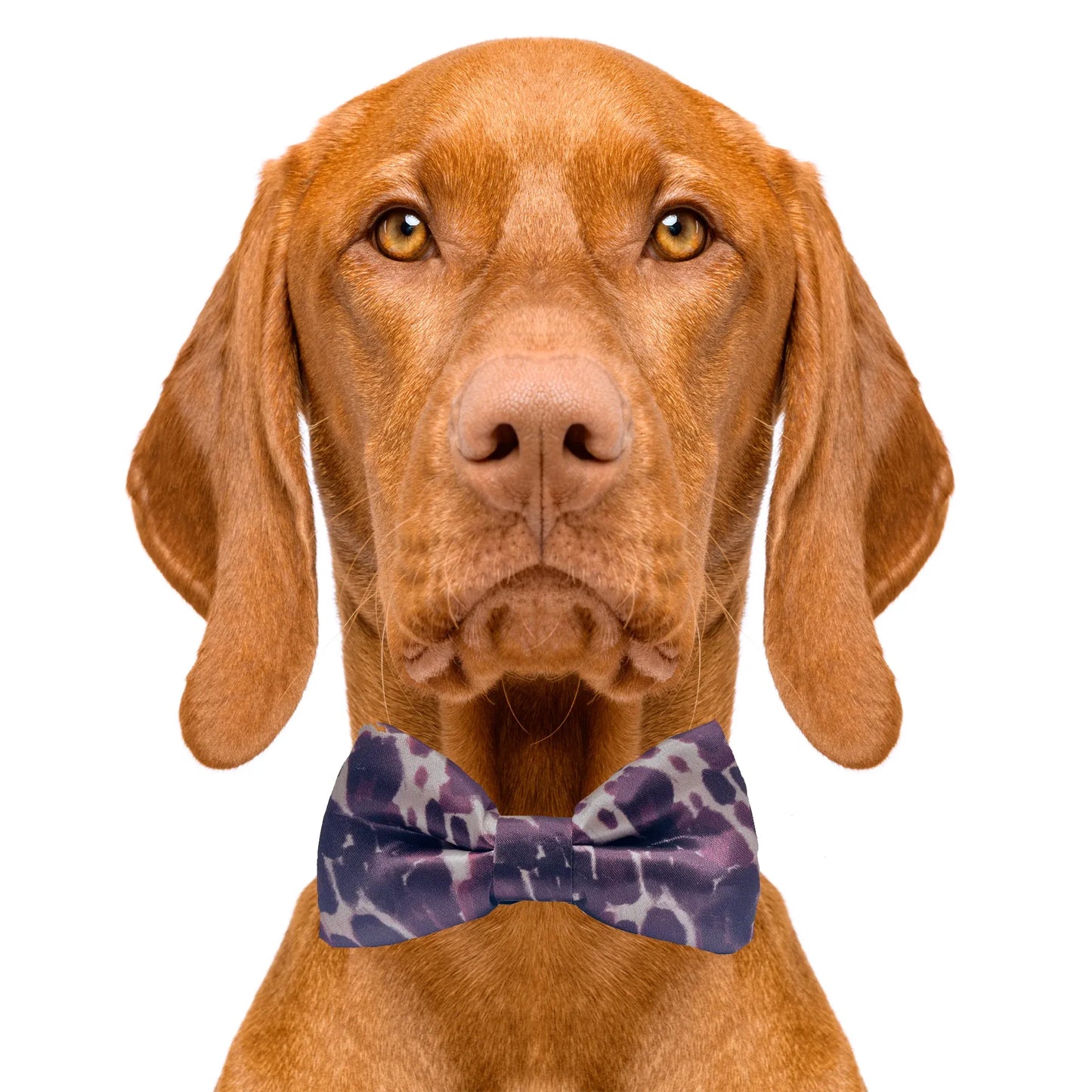 Cow Print Dog Bow Tie