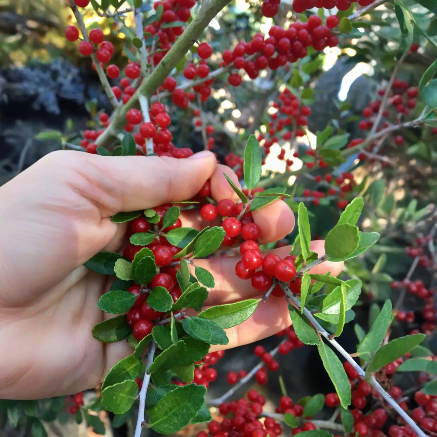 Yaupon Holly (Ilex vomitoria)