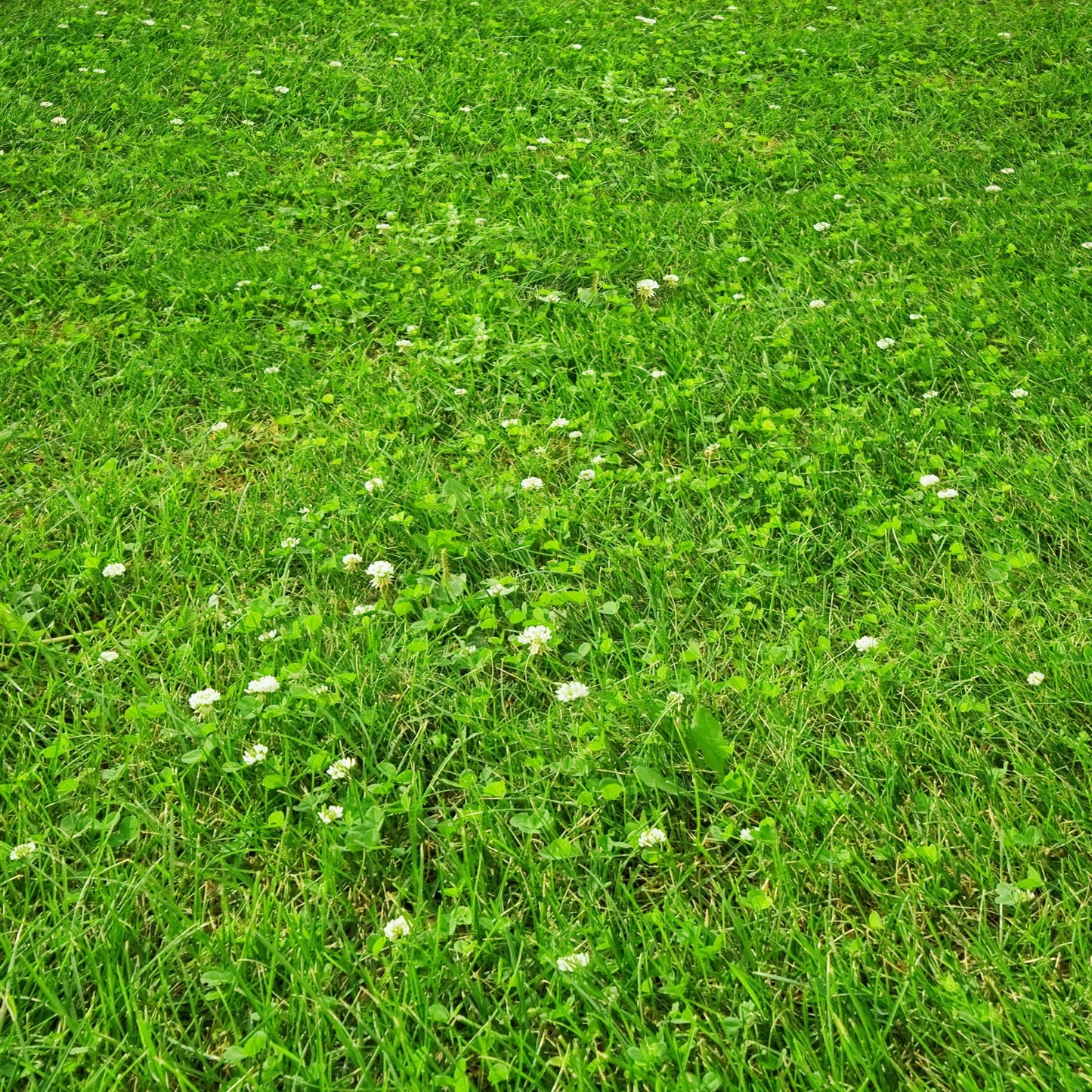PetLawn™ Dog-Friendly Lawn Mix – Durable, Pet-Safe Grass & Clover Blend