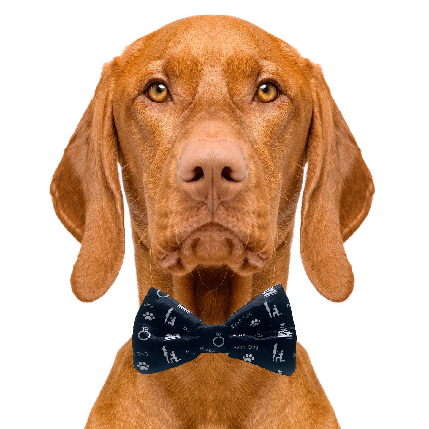 Dog of Honor Wedding Black Dog Bow Tie