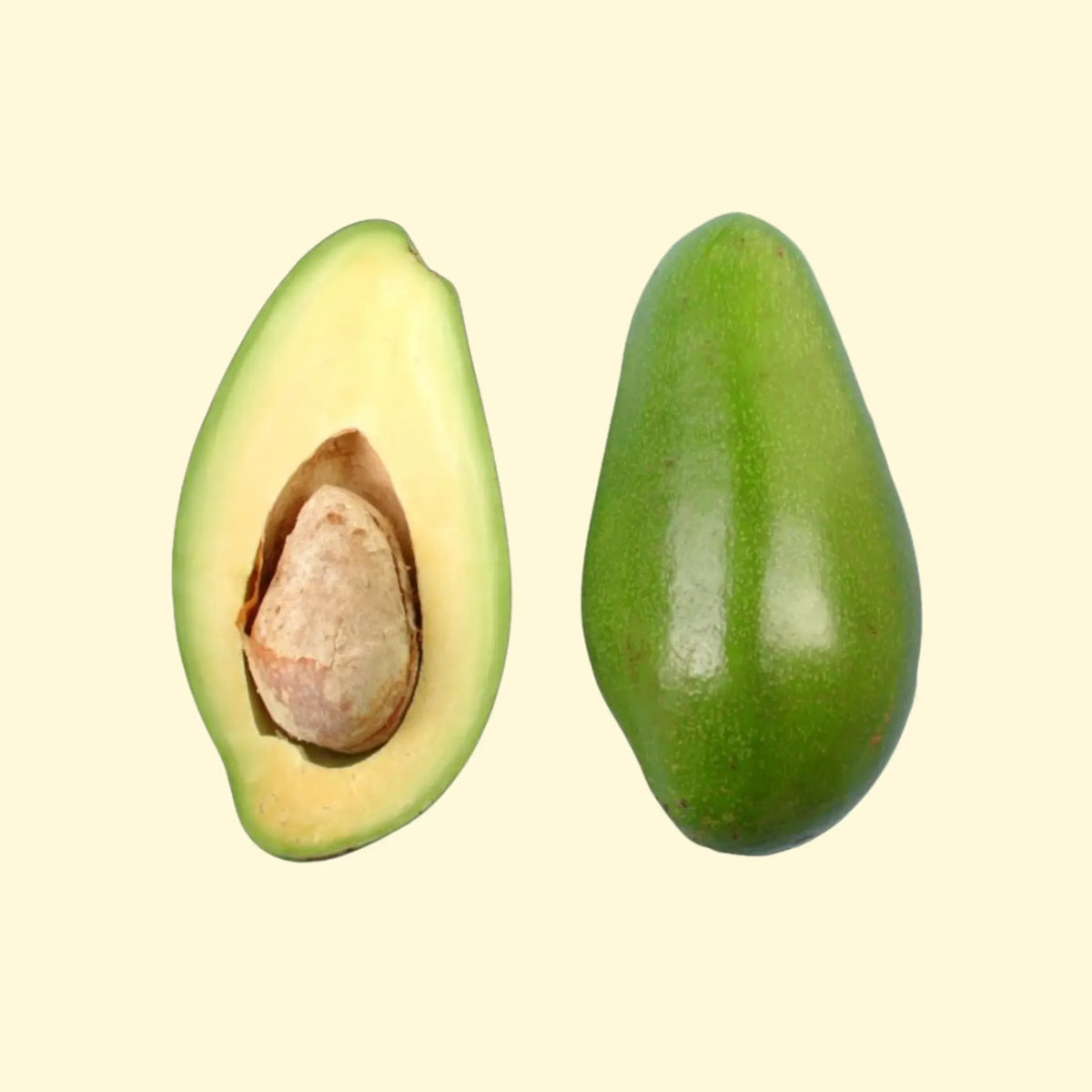 Avocado 'Donnie' (Persia americana) - 🆕 New Arrivals, All Products, Products from Sow Exotic, 🏡 Home + Garden - Little Red General Store