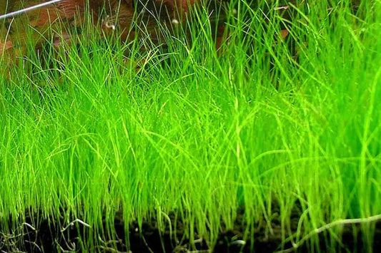 Dwarf Hairgrass Eleocharis Parvula | Live Aquarium Plant Bare Root | Freshwater Carpet Plant | Easy Foreground Aquascape