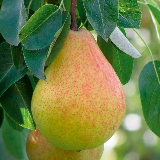 1 Live Ayers Sugar Pear Tree 1–2 Ft Bareroot | Sweet Juicy Fruit, Heirloom Variety, Cold Hardy, Ready to Plant
