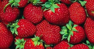 Strawberry, June-bearing 'Earliglow' (1 root cutting, 25 min. order)