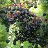 Adams' Elderberry (12-18 inch bare root plant)