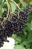 Elderberry "John's" (12-18 inch bare root plants)
