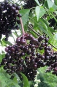 Elderberry 'York' (12-18 inch bare root plant)