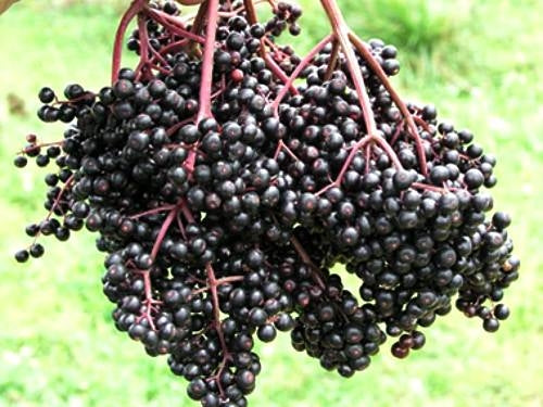 Elderberry 'Bob Gordon' (12-18 inch bare root plant)