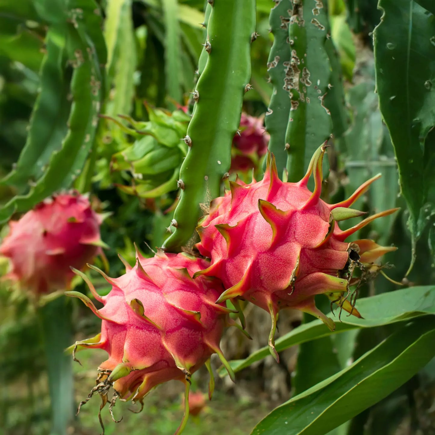 Dragon Fruit 'Edgar's Baby' (Hylocereus stenopterus x Hylocereus Guatemalensis)