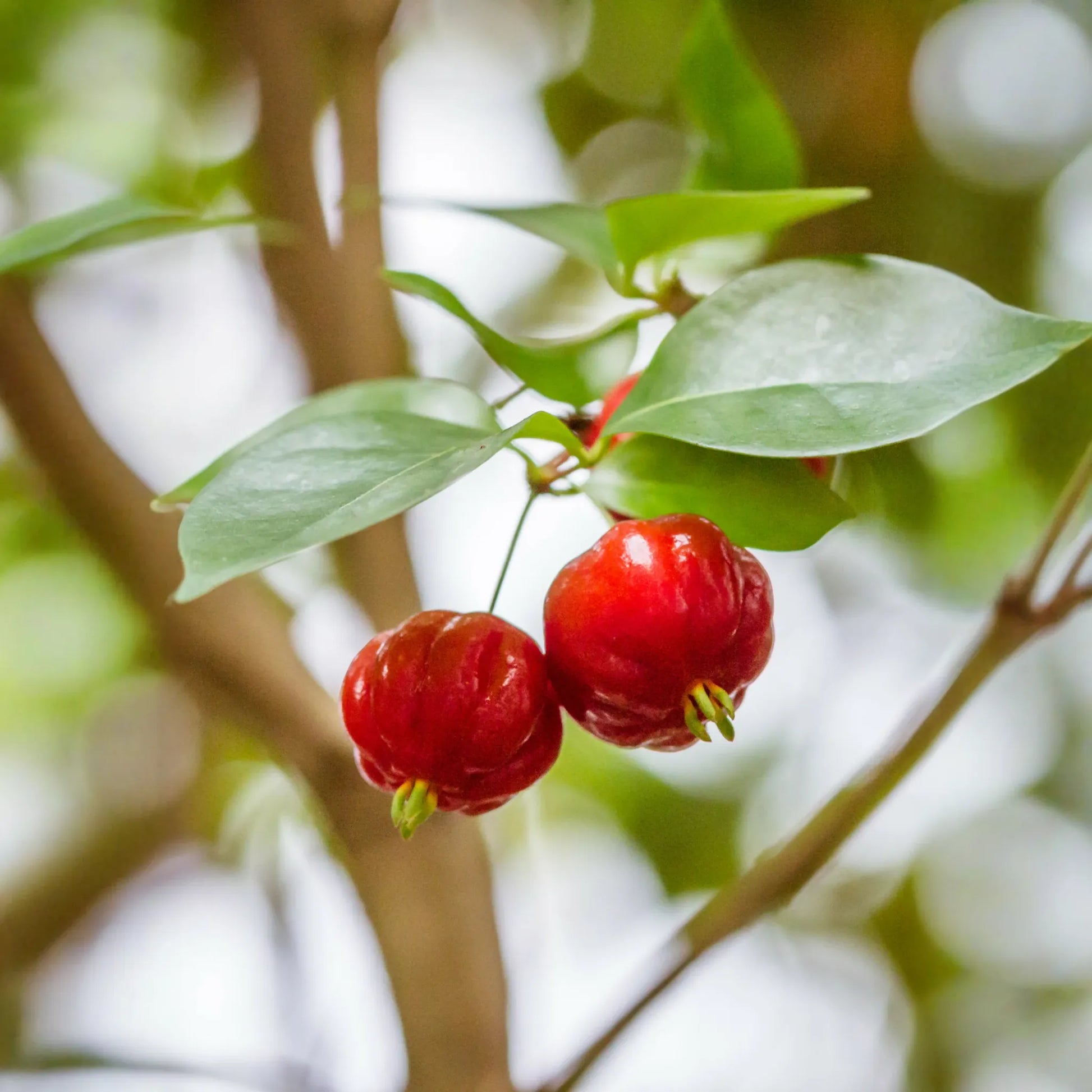 Surinam Cherry (Eugenia uniflora)