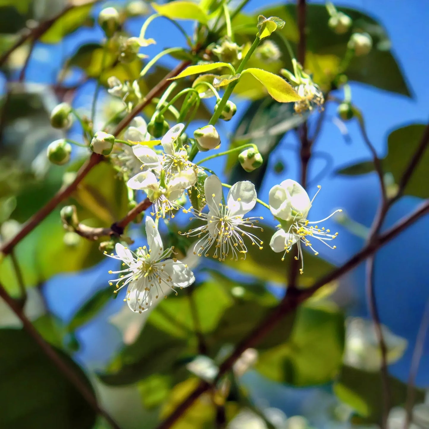 Surinam Cherry (Eugenia uniflora)