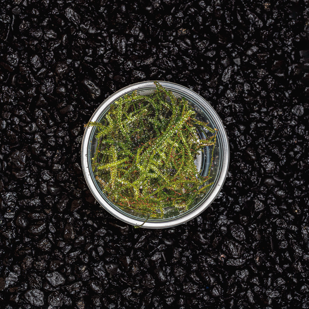 Christmas Moss