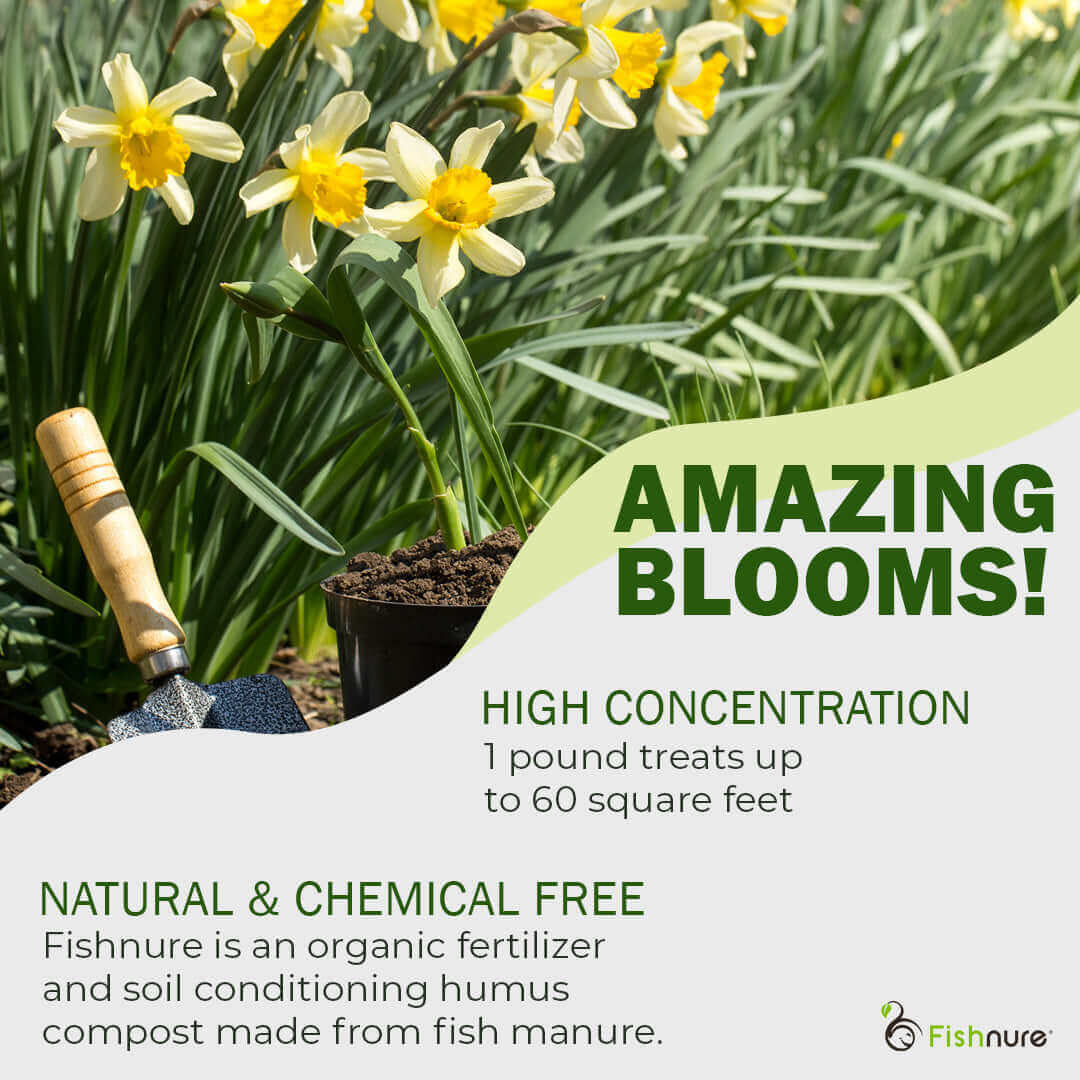 Fishnure 1 pound convenience pack - one pot one bag - Odorless Organic Humus Compost Fish Manure Fertilizer