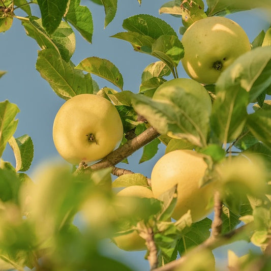 16 Golden Delicious Apple Tree Cuttings – Unrooted Scions for Grafting or Rooting – Heirloom Sweet Fruit Variety – Fresh Stems