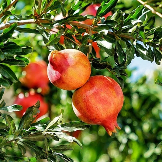 Pomegranate Tree | Punica granatum | Live Bare Root Fruit Plant for Home Orchard, Garden, or Patio Container Growing