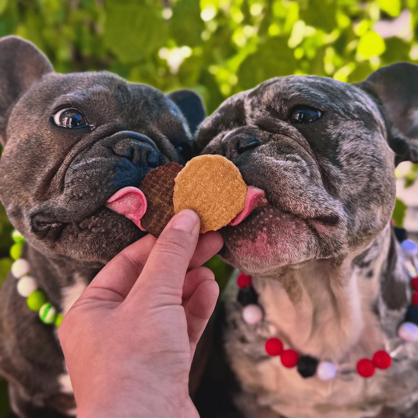 Chicken Chips for Dogs | All-Natural Single-Ingredient Dog Treats