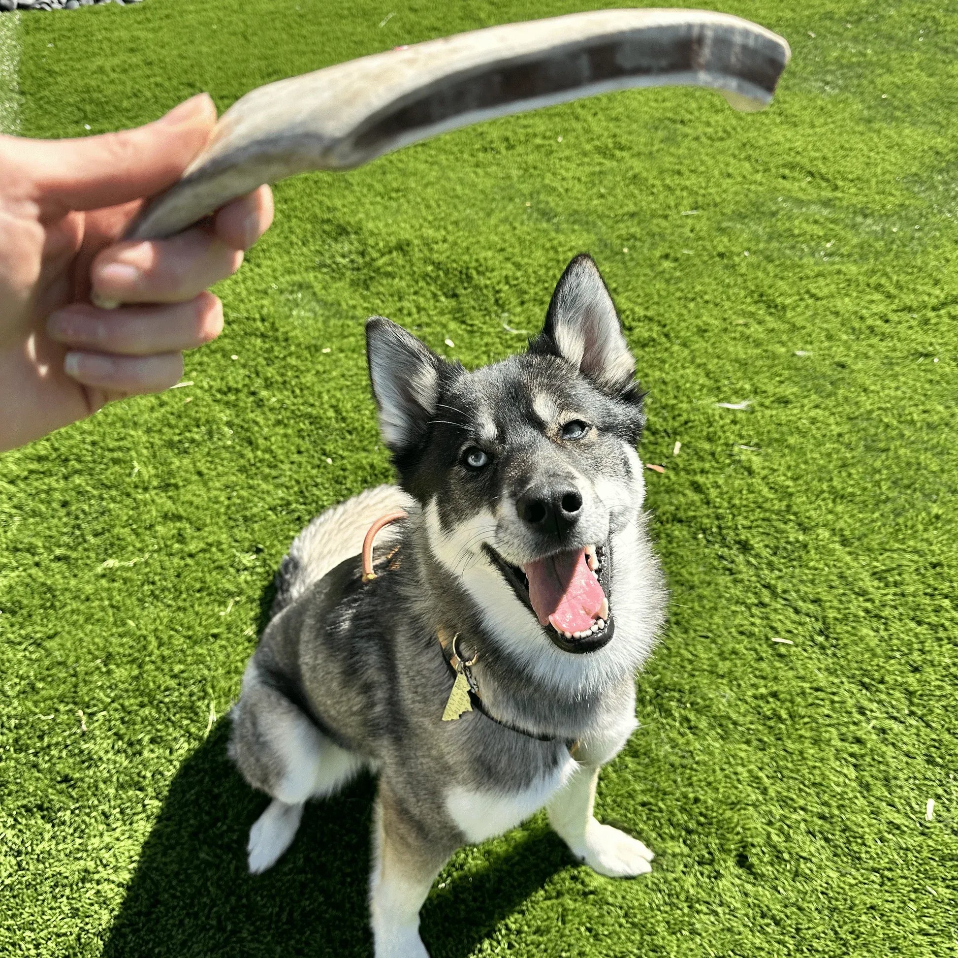 Reindeer Antler Dog Chews | Organic Chews for Dogs