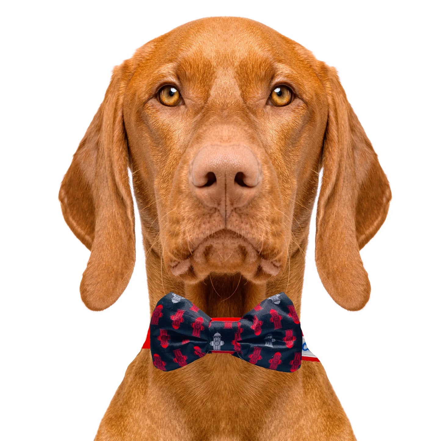 Fire Hydrant Black Dog Bow Tie